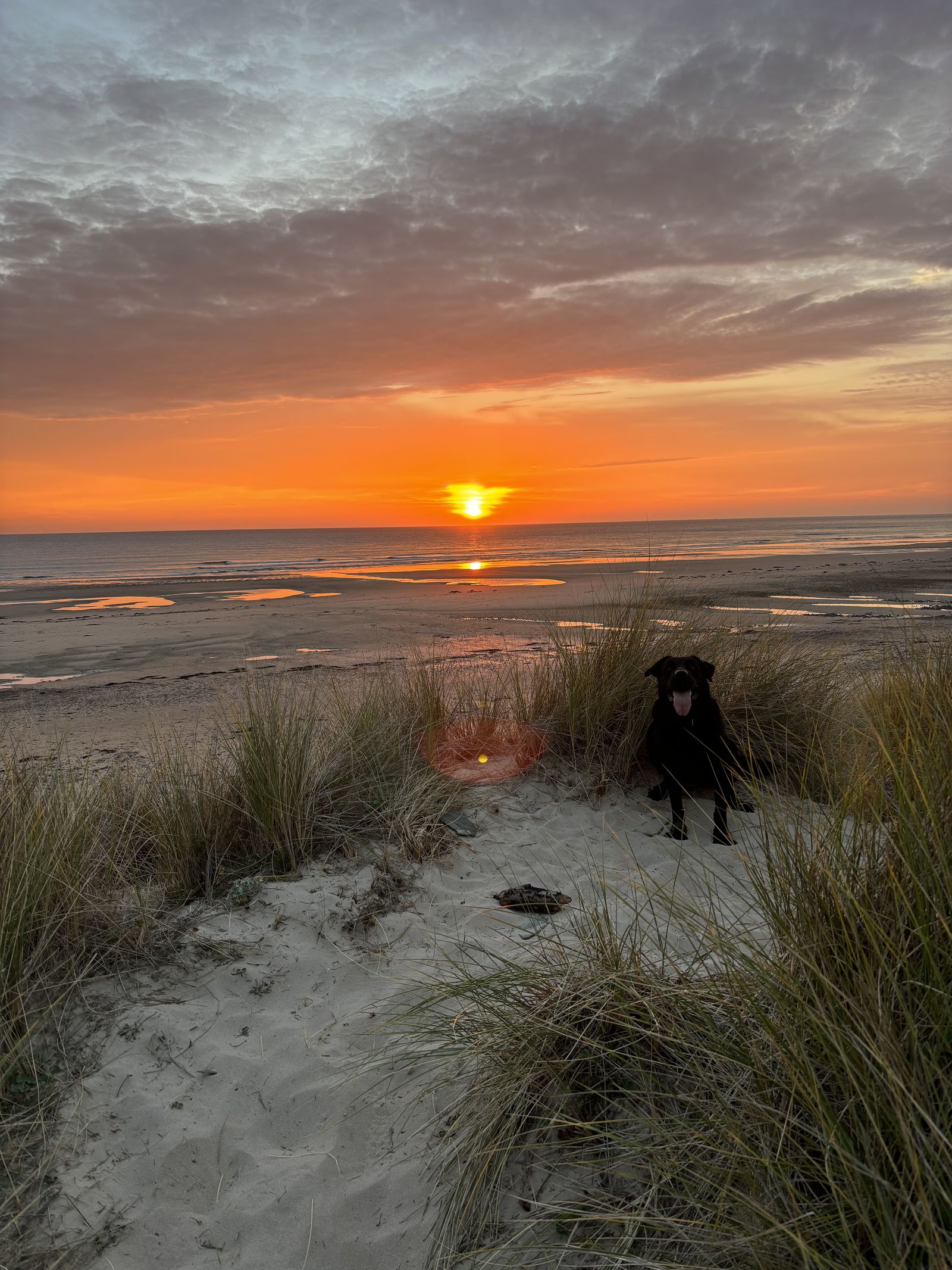 Sunset over Hatainville beach seen from the dune, a dog sitting in the marram grass.